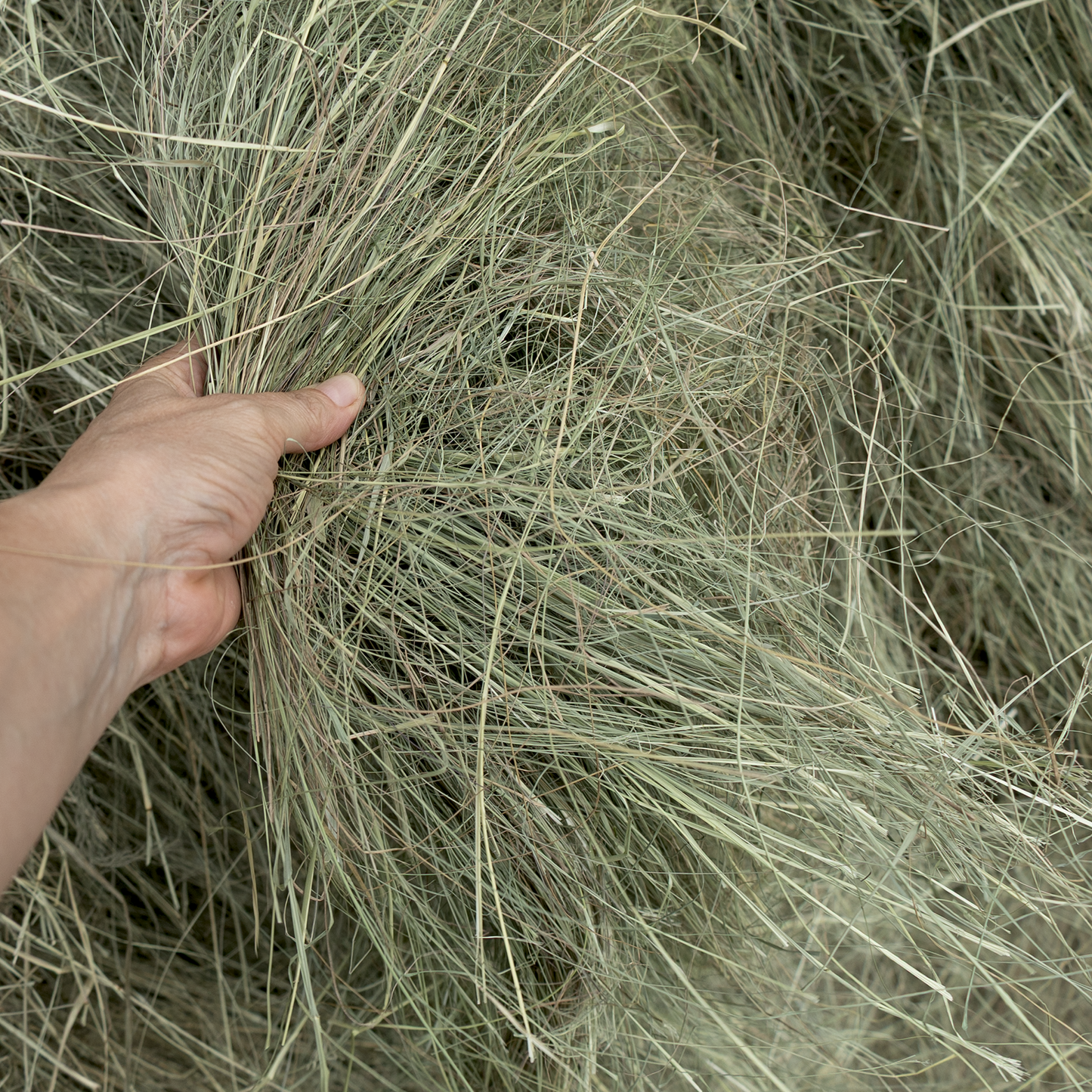 Barnlife Online Eragrostis 1.25m Round Bale in quality image