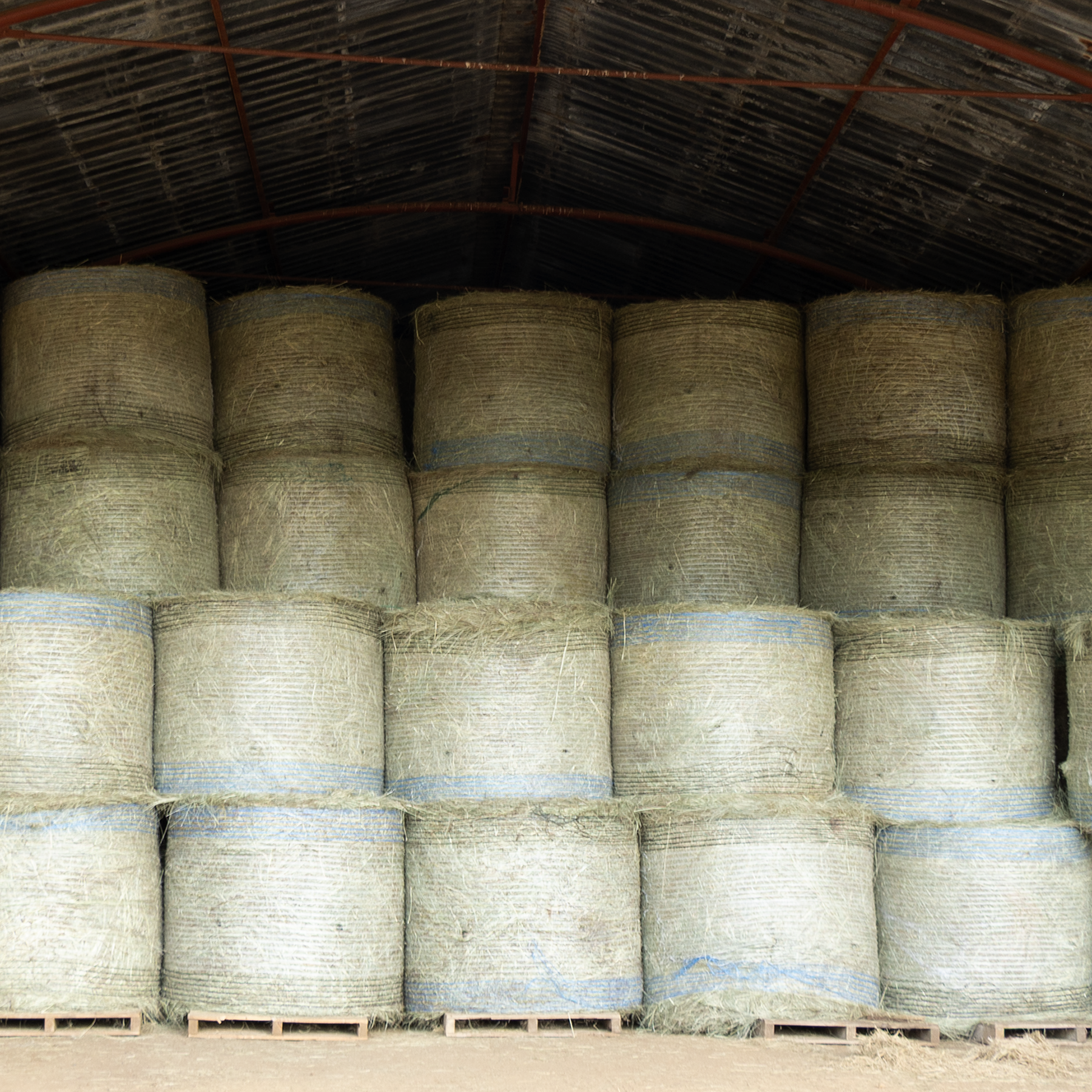 Barnlife Online Eragrostis 1.25m Round Bale in storage image