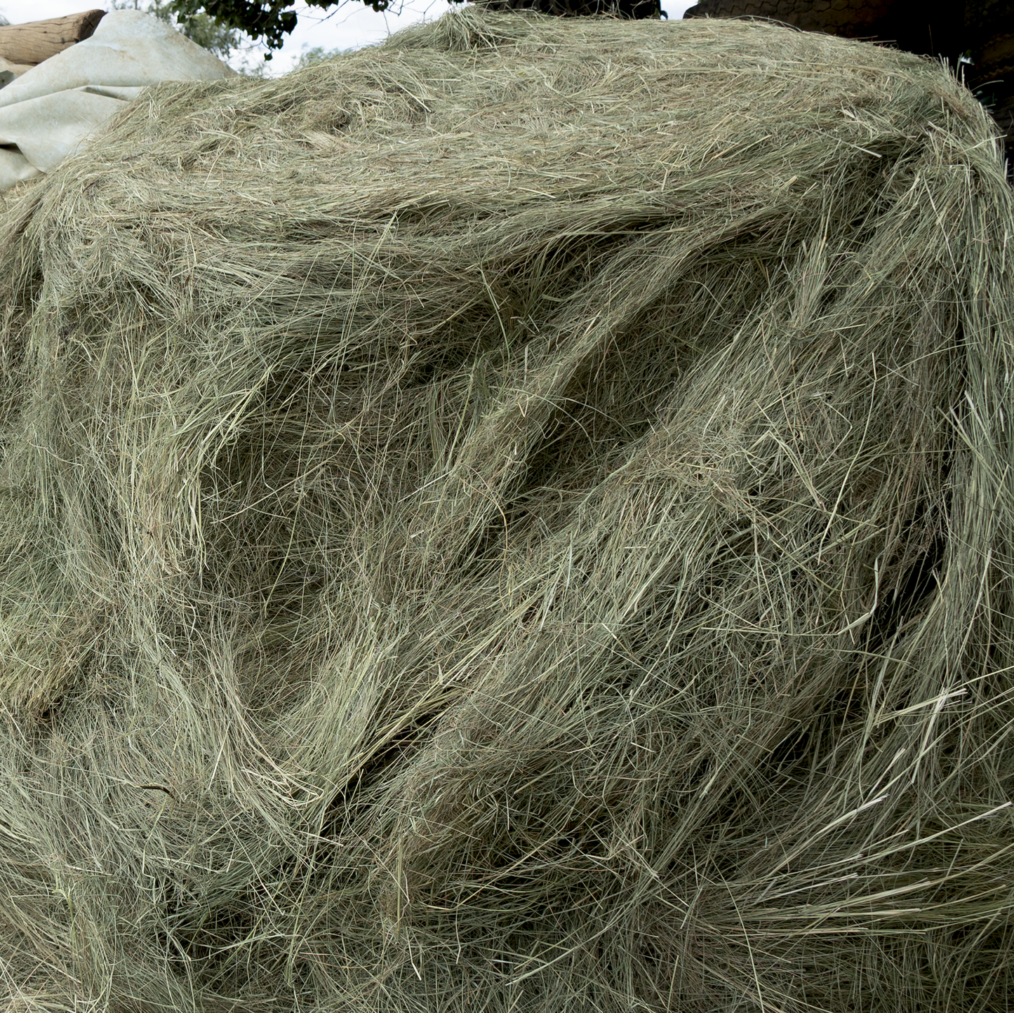 Barnlife Online Eragrostis 1.25m Round Bale in bale image