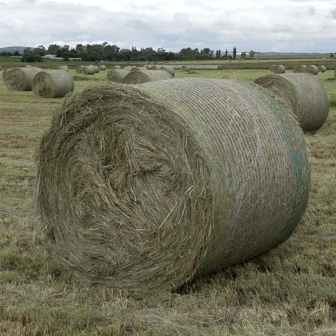 Barnlife Online Eragrostis 1.25m Round Bale in field image