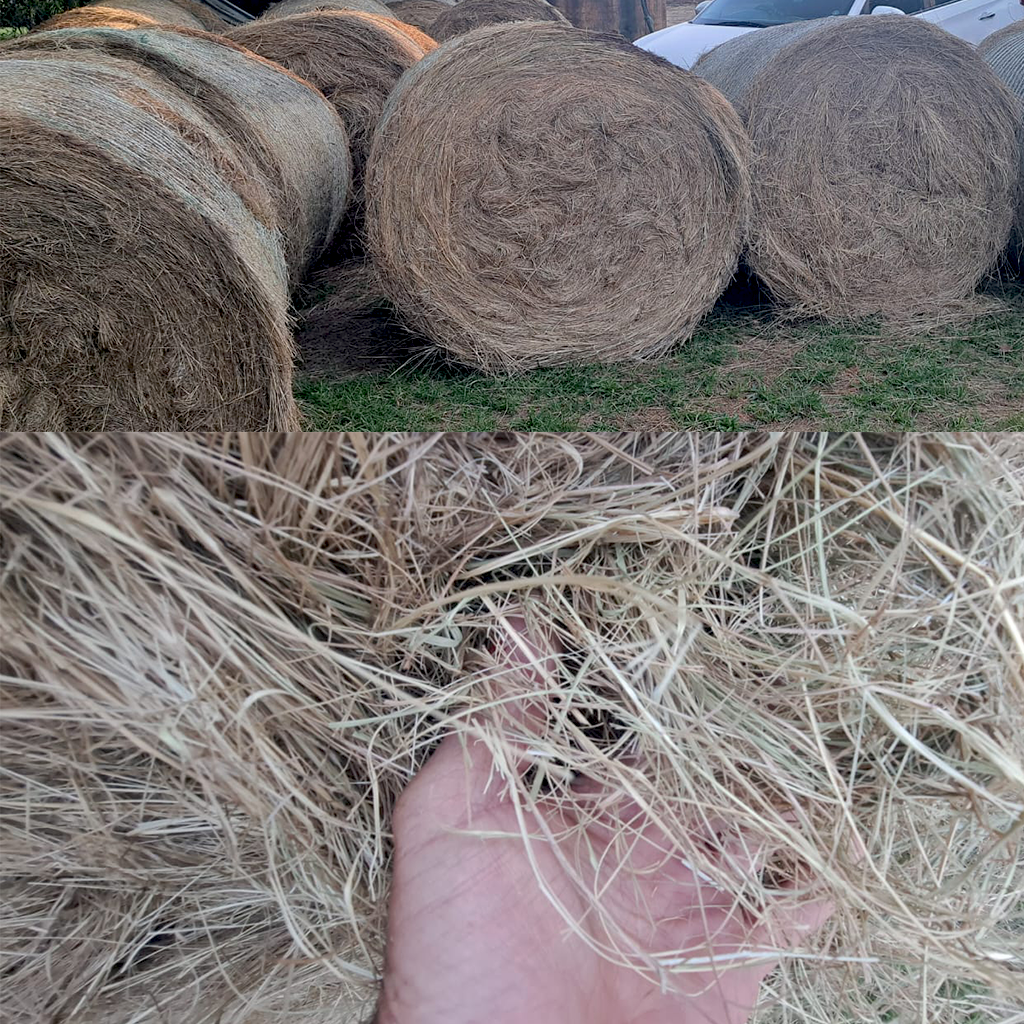 1.2m Eragrostis Round Bales for sale at BarnLife Online Feeds