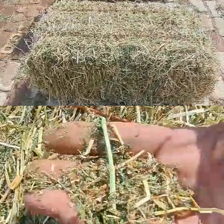 Lucerne square bales for sale at BarnLife Online Feeds