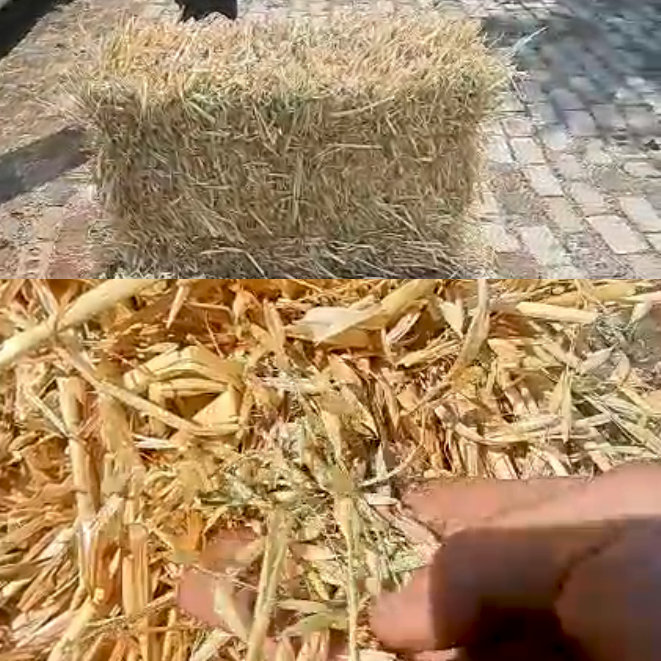 Oat Hay Square Bales for sale at BarnLife Online Feeds