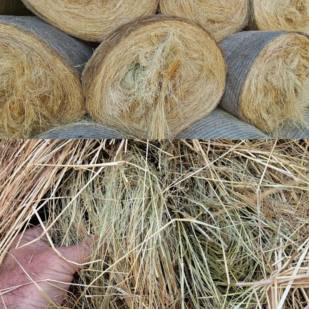 1.2m Teff Round Bales for sale at BarnLife Online Feeds