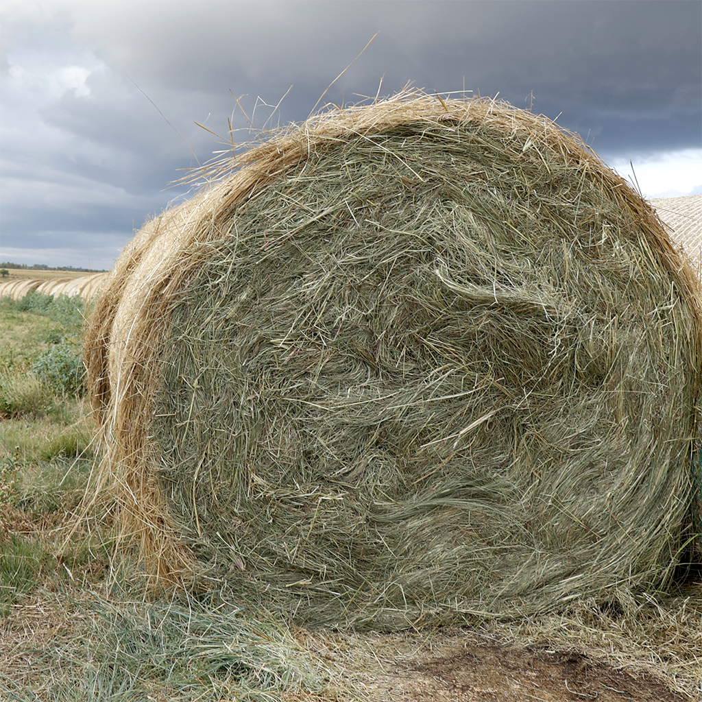 1.2m Eragrostis Round Bales for sale at BarnLife Online Feeds