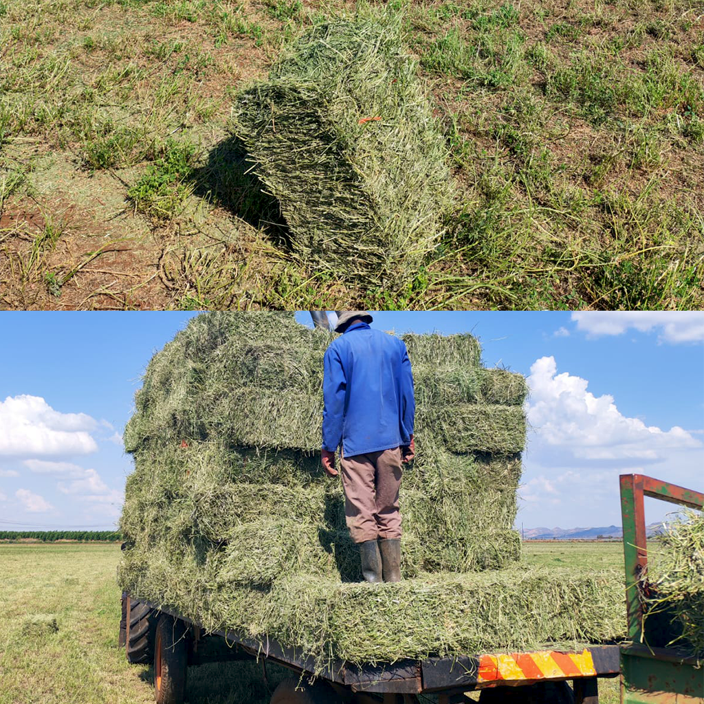 Lucerne square bales for sale at BarnLife Online Feeds