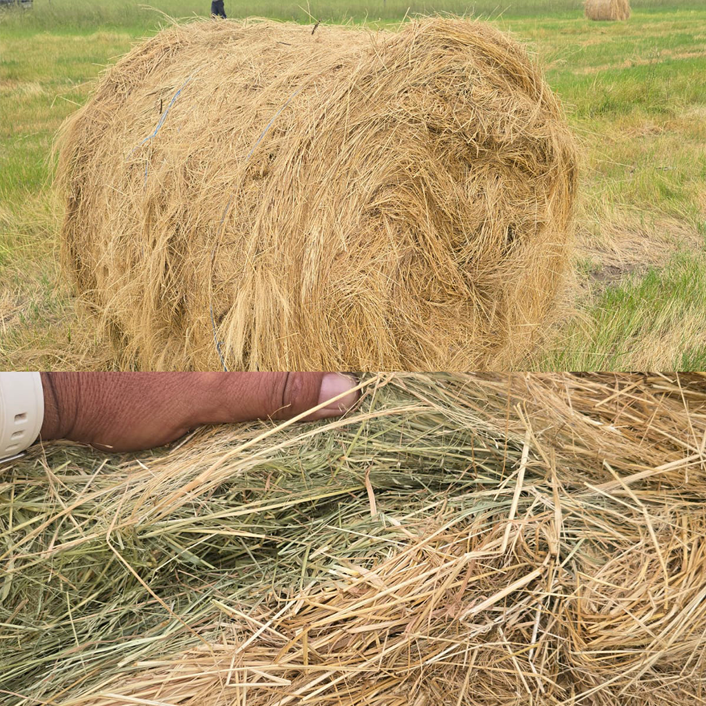 Teff Round Bales for sale at BarnLife Online Feeds