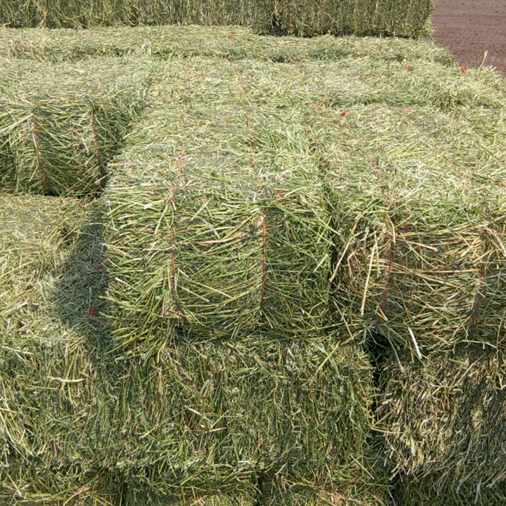 Lucerne square bales for sale at BarnLife Online Feeds
