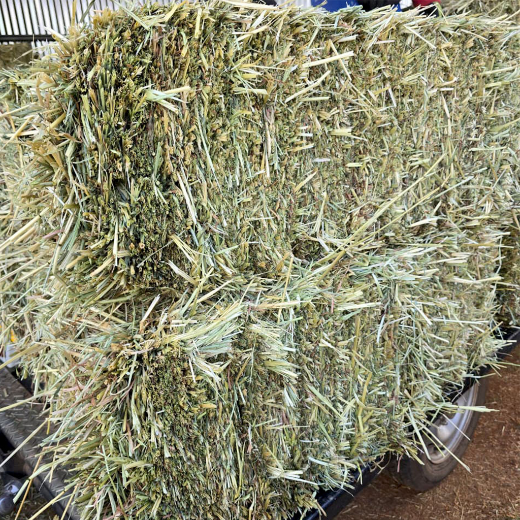 Oat hay Square bales for sale at BarnLife Online Feeds