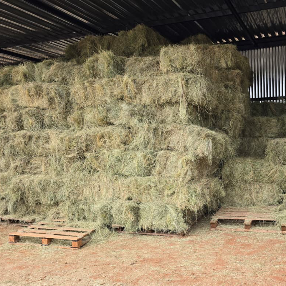 Teff square bales for sale at BarnLife Online Feeds