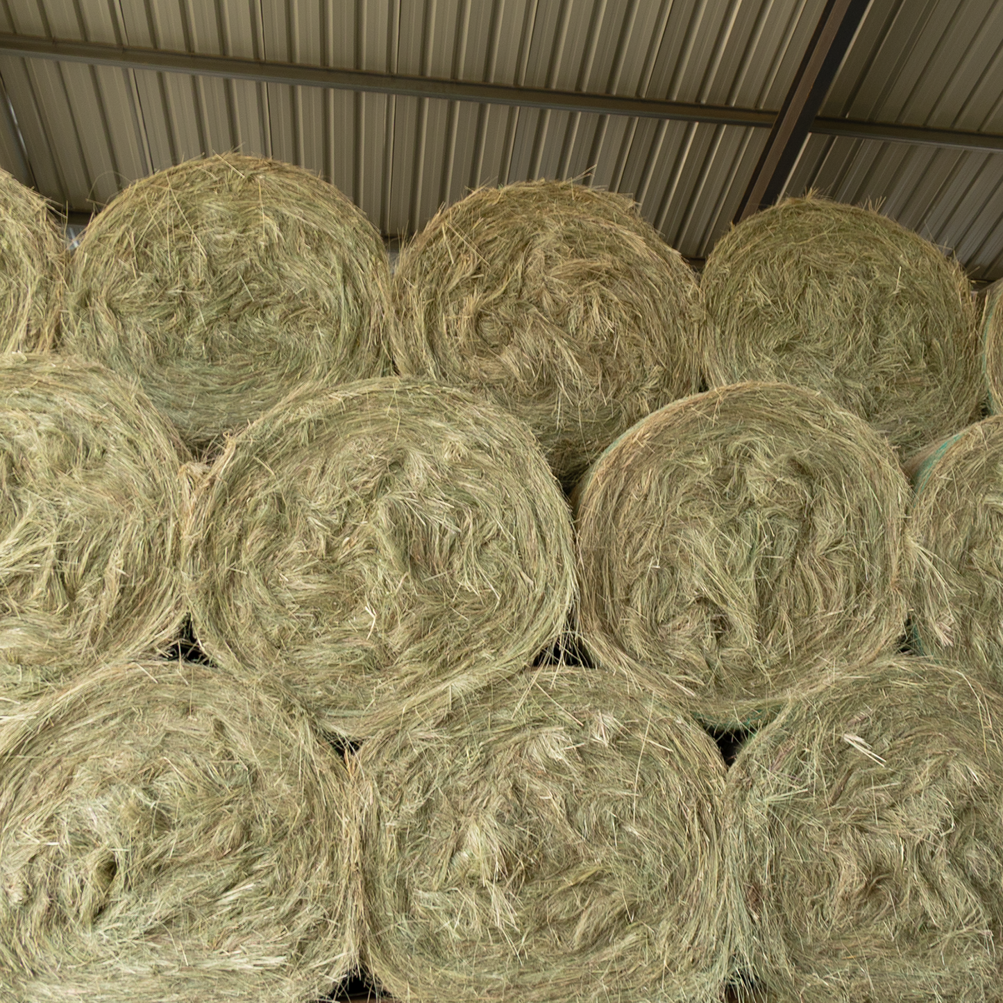 Barnlife Online Eragrostis 1.25m Round Bale in store image