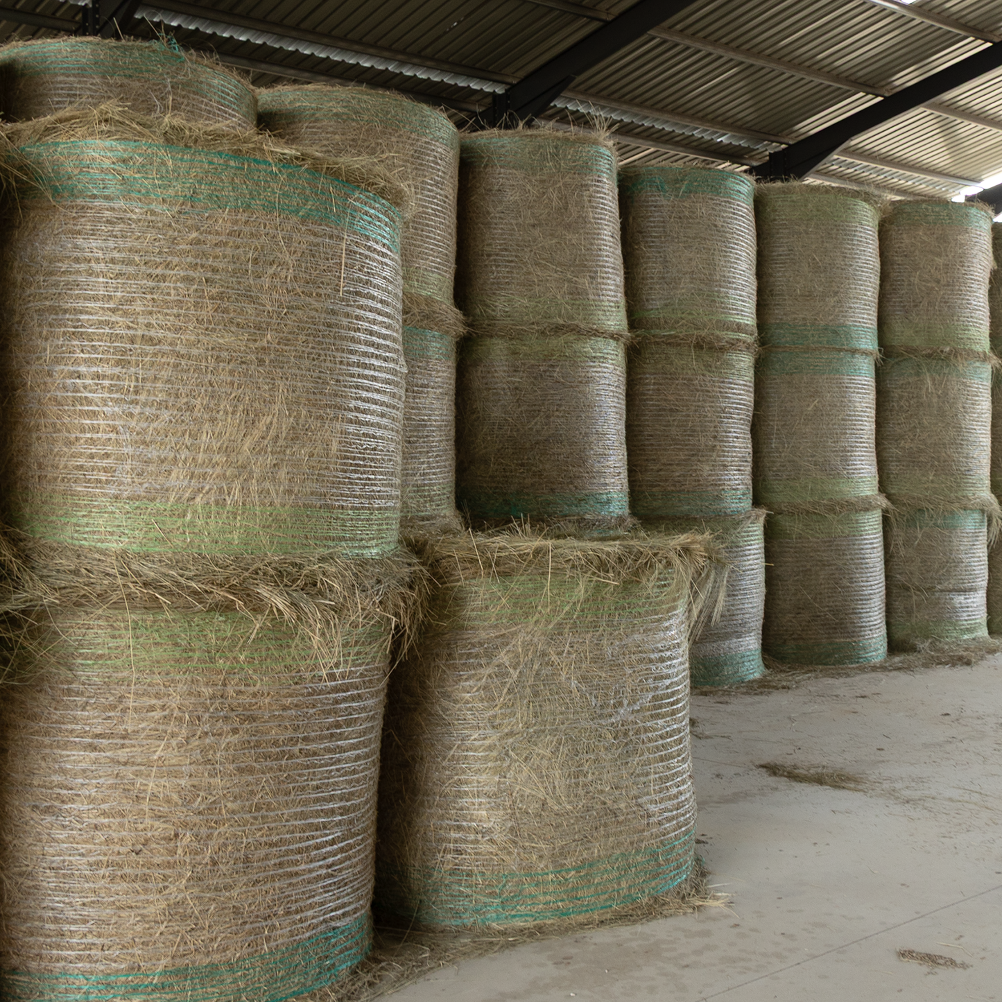 Barnlife Online Eragrostis 1.25m Round Bale in store image