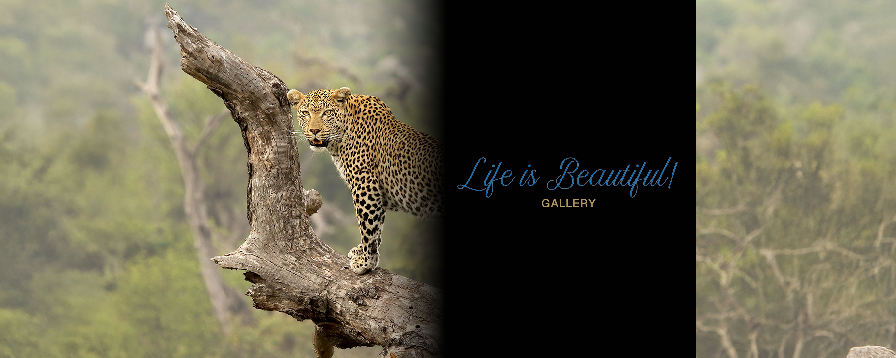 BARNLife Online Life is Beautiful! Gallery image banner