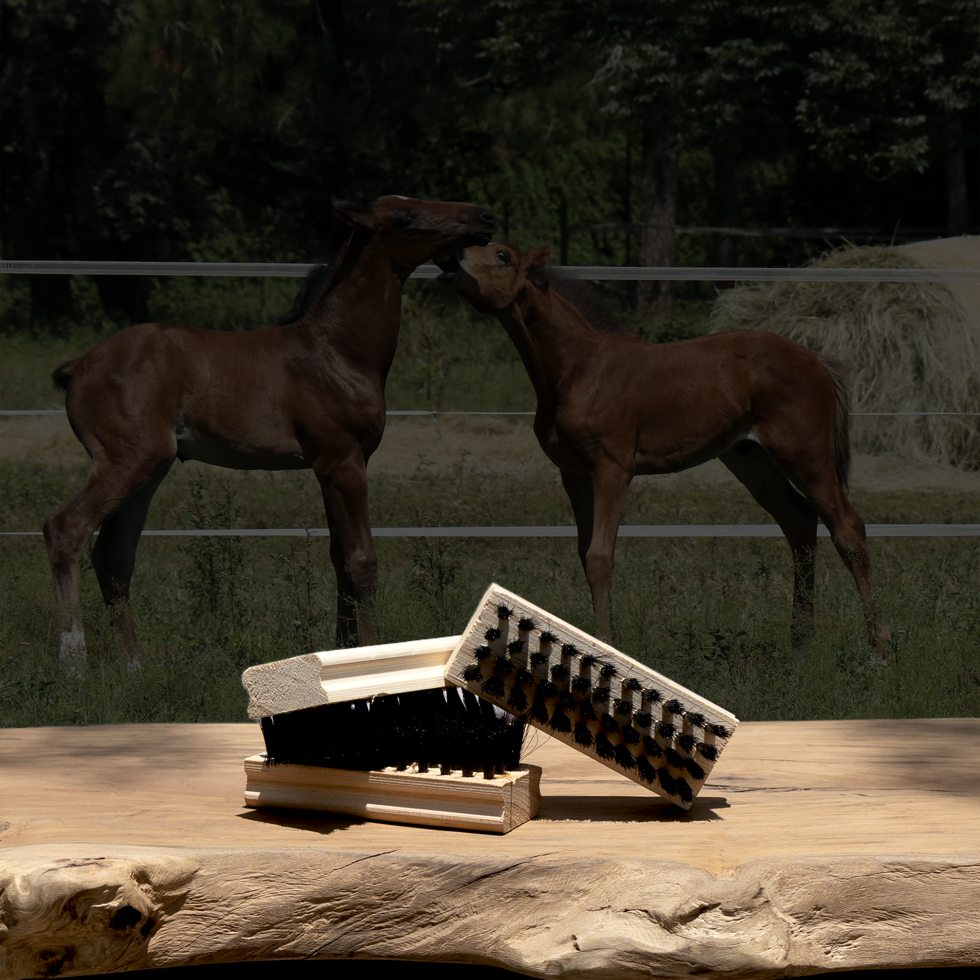 Standard Shoe Brush Black product image