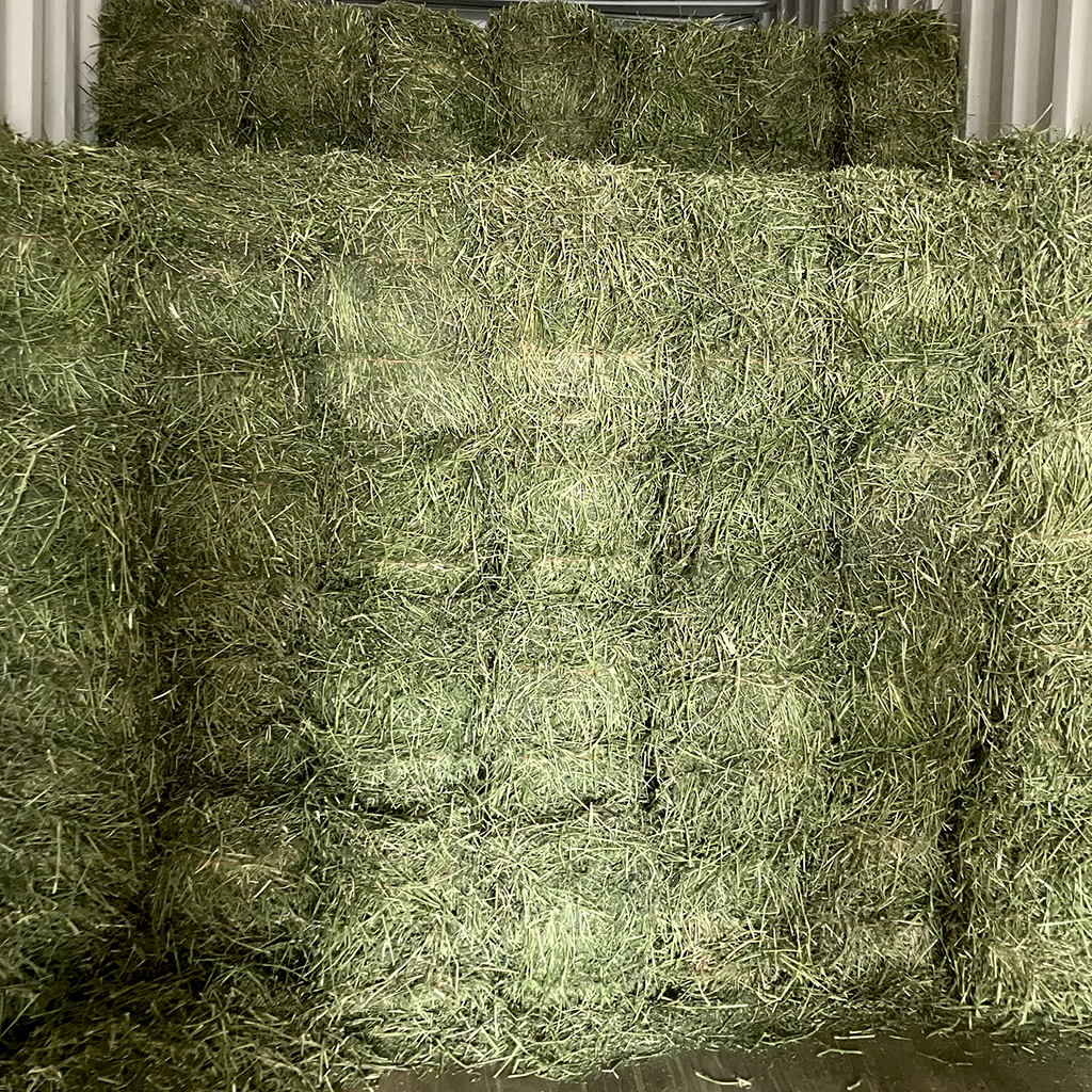 Lucerne square bales for sale at BarnLife Online Feeds